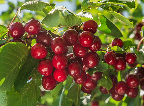 Pakistan Fresh Cherry
