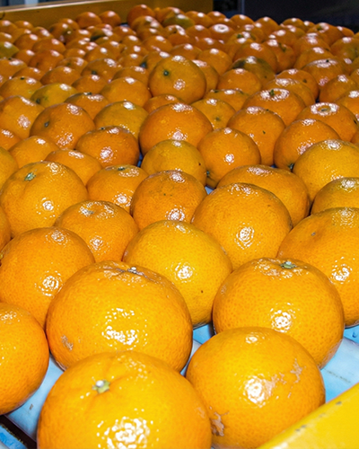 Citrus Grading