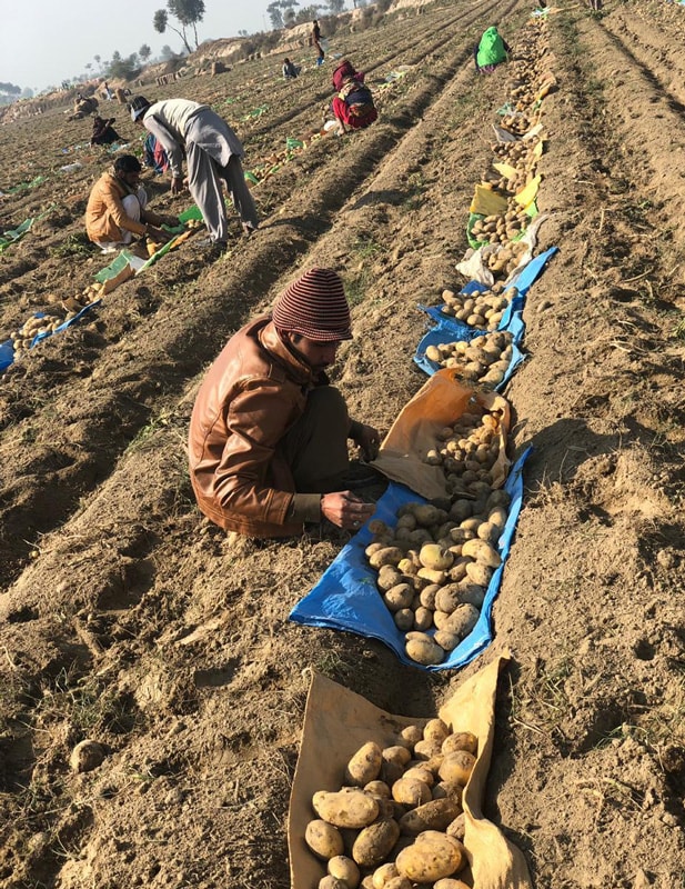 Potato field harvesting