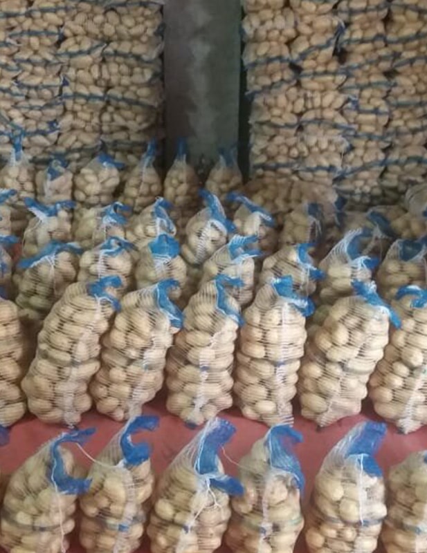 Washed potatoes moving on conveyor belt
