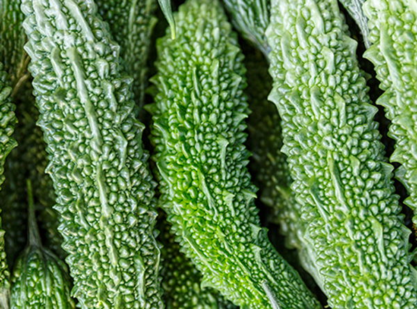 Pakistan Bitter Gourd