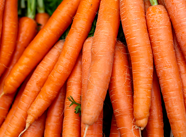 Pakistan Fresh Carrot