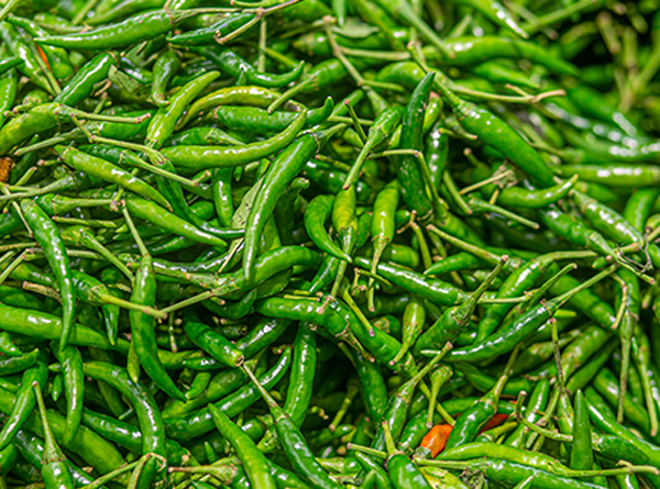 Pakistan Fresh Green Chilly