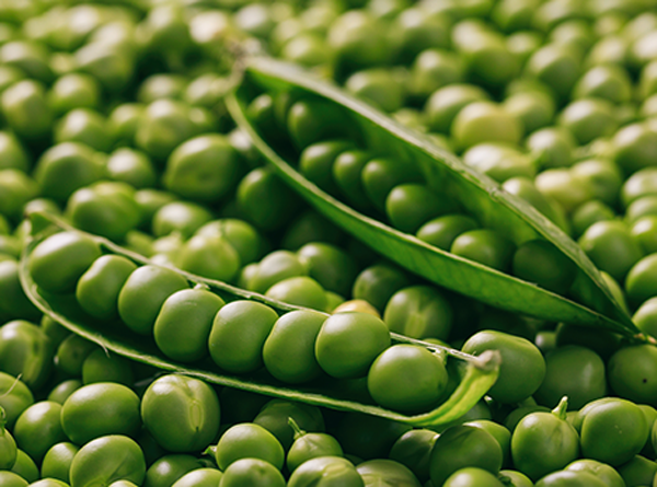 Pakistan Fresh Green Peas